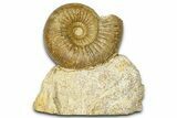 Jurassic Ammonite (Cadomites) Fossil - Évrecy, France #367903-1